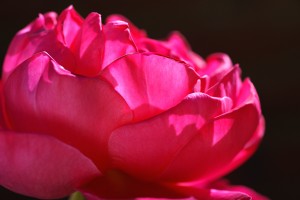 Hot Pink Rose